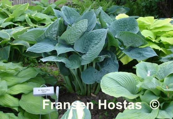 Hosta Bam Bam Blue